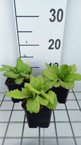 Primula allionii 'Apple Blossom' - pot 9x9 cm -