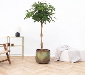 Schefflera Arboricola gevlochten stam - 160 cm