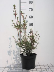 Enkianthus campanulatus - pot - 40-50 cm -