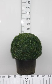 Buxus sempervirens - pot - bolvorm diameter 55+ cm