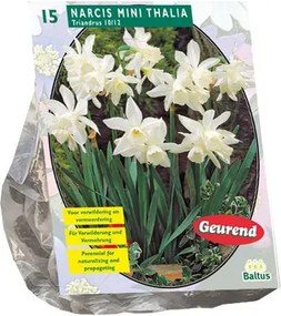 Baltus 'Narcis Mini Thalia' - voorjaarsbloeiers - 15 bollen