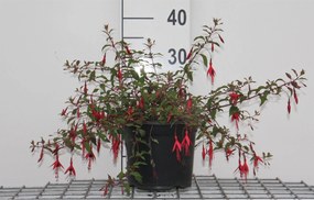 Fuchsia 'Riccartonii' - pot - 30-40 cm -