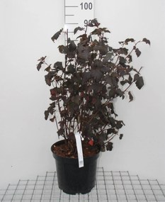 Physocarpus opulifolius 'Diabolo' - pot 10L - 80-100 cm