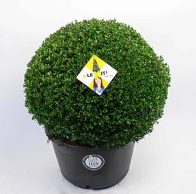 Ilex crenata 'Icoprins11' (Dark Green) - pot - bolvorm diameter 70+ cm