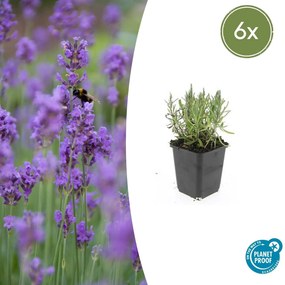 Lavandula ang 'Munstead' - 20cm