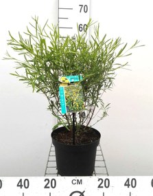 Hypericum densiflorum 'Buttercup' - pot - 30-40 cm