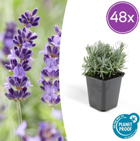 Lavandula 'Hidcote' - 20cm