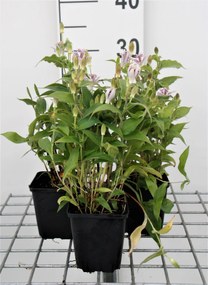 Tricyrtis hirta - pot 9x9 cm -