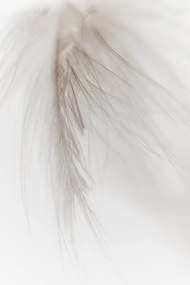 Foto White Feather, Magda Izzard