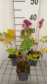 Dicentra formosa 'Luxuriant' - pot 9x9 cm