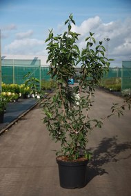 Cornus mas - pot 12L - 100-125 cm