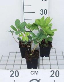 Helleborus niger - pot 9x9 cm -