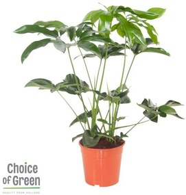 Phiolodendron Green Wonder - Kamerplant in Kwekerspot âŒ€24 cm - Hoogte: 80 cm