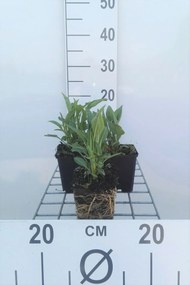 Echinacea 'Tomato Soup' - pot 9x9 cm -