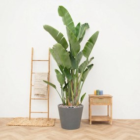 Combi deal - Strelitzia Augusta Multistam de luxe inclusief pot Bucket - 250cm