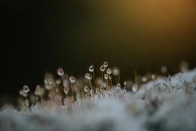 Kunstfotografie Close up of dew on frosty, Catherine Falls Commercial, (40 x 26.7 cm)