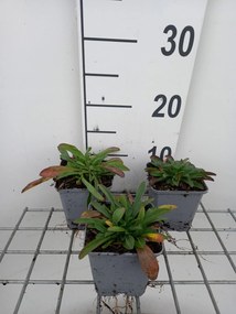 Aster alpinus - pot 9x9 cm