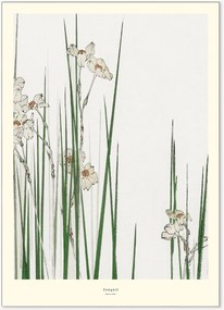 Poster Jonquil