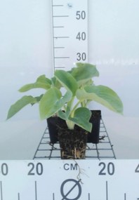 Hosta 'Royal Standard' - pot 9x9 cm
