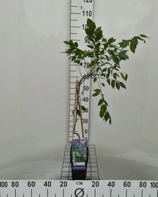 Wisteria sinensis 'Prolific' - pot - 50-60 cm