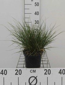 Pennisetum alopecuroides 'Little Bunny' - pot 1,5L -