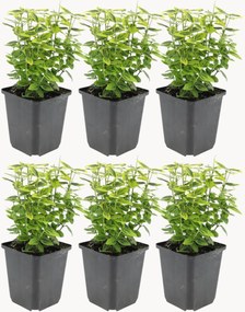 Planten Gele Spindelboom Euonymus fortunei Emerald n Gold, 6-delig