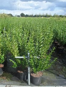 Ligustrum ovalifolium - pot 12L - 125-150 cm -