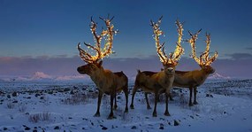 Foto Three reindeers with lights in antlers, Coneyl Jay