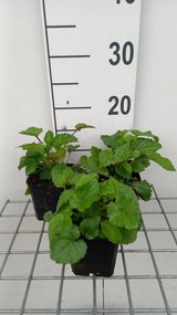 Campanula takesimana - pot 9x9 cm