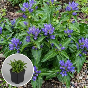 Gentiana cruciata - pot 9x9 cm -