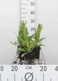Helenium bigelovii 'The Bishop' - pot 9x9 cm