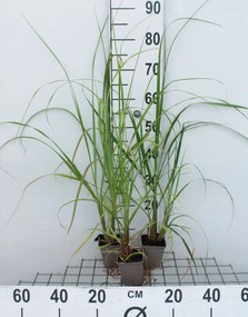 Pennisetum alopecuroides 'Black Beauty' - pot 9x9 cm -