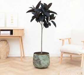Ficus Elastica Abidjan stam - 150cm