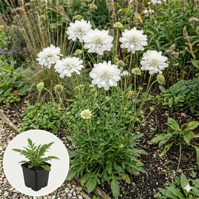 Scabiosa caucasica 'Perfecta Alba' - pot 9x9 cm -