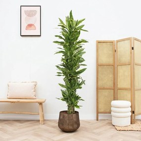 Dracaena Golden Coast struik - 180cm