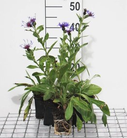Centaurea montana'Coerulea'- pot 9x9 cm -