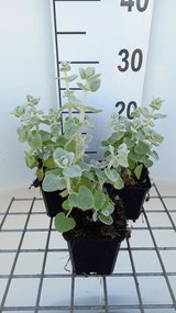 Ballota pseudodictamnus - pot 9x9 cm -