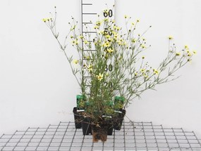 Coreopsis verticillata 'Moonbeam' - pot 9x9 cm -