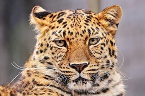 Foto Portrait of Amur leopard, Picture by Tambako the Jaguar