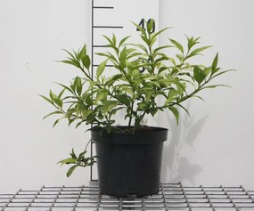 Forsythia 'Courtasol' (Gold Tide, Marée d'Or) - pot - 25-30 cm