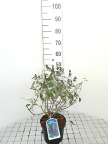 Buddleja 'Lochinch' - pot - 40-60 cm -