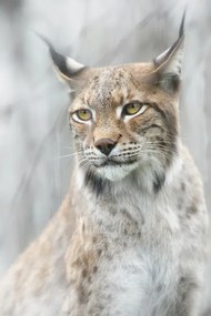 Foto Lynx portrait in the fog, Santiago Pascual Buye