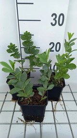 Baptisia australis - pot 9x9 cm -
