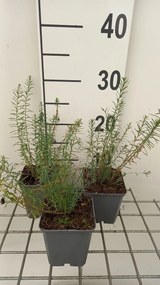Linum perenne 'Saphir' - pot 9x9 cm -