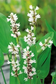 Pontederia cordata 'White Pike' - pot 9x9 cm