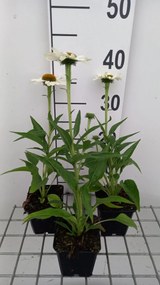 Echinacea purpurea 'White Meditation' - pot 9x9 cm