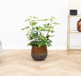 Schefflera Gold Capella struik - 80 cm