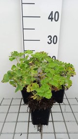 Aquilegia vulgaris 'Nivea' - pot 9x9 cm -