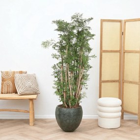 Polyscias Ming vertakt - 130cm