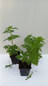 Aconitum x cammarum 'Bicolor' - pot 9x9 cm -